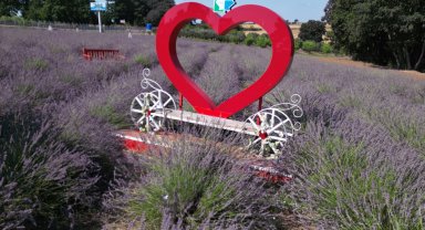 İzmit'te tarlada lavanta, şişede kolonya, yürekte emek...