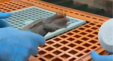 Keklikler doğaya kavuşuyor