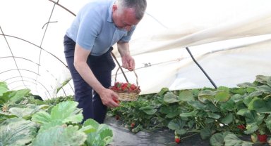 Kocaeli'de Başkan Büyükakın çilek hasadına katıldı