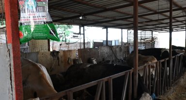 Manisa'da karasineğe karşı tedbir