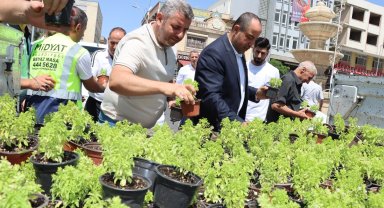 Mardin Midyat'ta fesleğen ve reyhan dağıtıldı