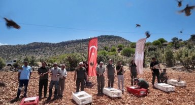Mardin'de doğaya 300 kınalı keklik salındı