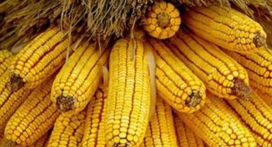 Mısır ithalatına 500 bin tonluk tarife kontenjanı açıldı