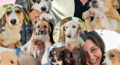 Muğla Milas'ta sevgi dolu yuvalar aranıyor