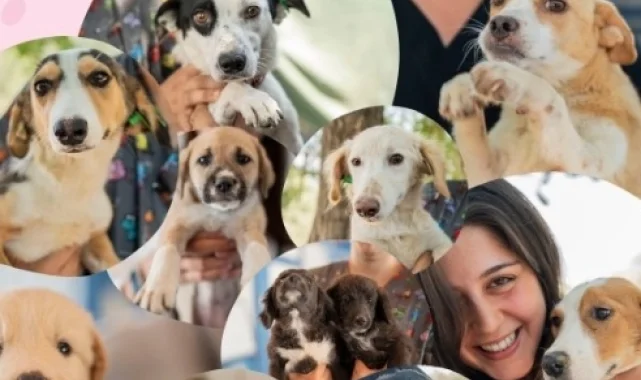 Muğla Milas'ta sevgi dolu yuvalar aranıyor