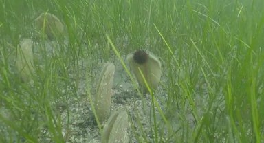 Müsilaj azaldı ama tehdit sürüyor!