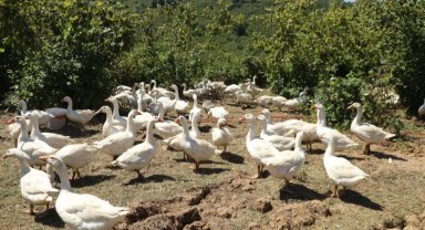 Ordu'da alım garantili kaz yetiştiriciliği üreticiye güven veriyor