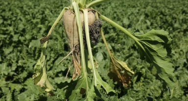 Pancar üreticisine 410 milyon TL sulama avansı desteği