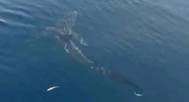 Saros'ta 2,5 metrelik köpekbalığı balıkçıları şaşırttı