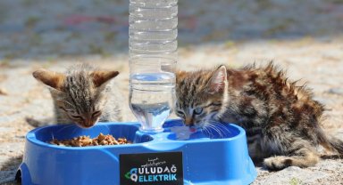 Uludağ Elektrik'ten sokak hayvanlarına yaz desteği! "Sevgimiz, Enerjimiz Sizinle" sürdürülüyor