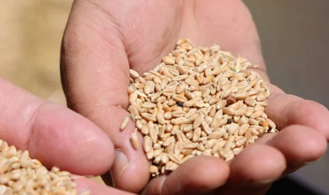 Antalya'da Halk Ekmek için buğday hasadı başladı