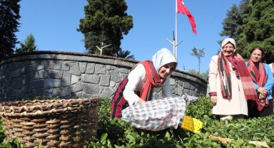 Bakan Göktaş yöresel kıyafetlerle Rize'de çay hasat etti