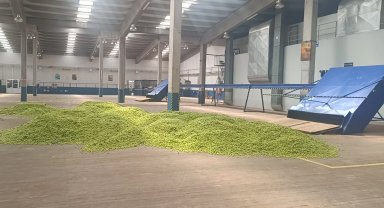Bilecik'te şerbetçiotu hasadı ülke ekonomisine can katacak