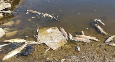 Bursa Yenişehir'de kuruyan derede yavru balıklar için umut oldular