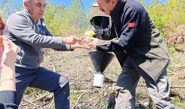 Bursa'da kabuk böceklerine karşı biyolojik mücadele başladı