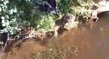 Çatalca'da mahsur kaplumbağa itfaiye tarafından kurtarıldı