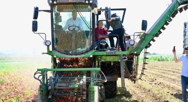 Domates deposu 'verimli ova' Karacabey'de hasat sürüyor