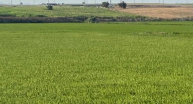Edirne İpsala'da çeltik üretiminde damlama sulama ile yüksek verim