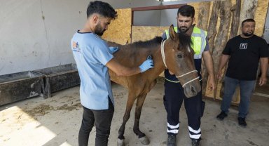 İzmir Buca'da terk edilen atlar Pako'da güvenli yaşama kavuştu