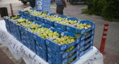 İzmir Güzelbahçe'de dalında kuruyan bardacağı belediye aldı
