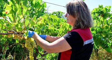 İzmir üzüm bağlarında hasat öncesi pestisit denetimi