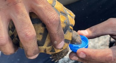 Kocaeli'de alevlerin ortasında bir damla hayat... İtfaiye'den kaplumbağaya uzatılan su yürekleri ısıttı