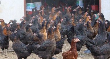 Kocaeli'de tavukçuluğa büyük destek: 16 bin tavuk üreticiyle buluştu