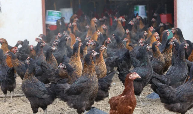 Kocaeli'de tavukçuluğa büyük destek: 16 bin tavuk üreticiyle buluştu
