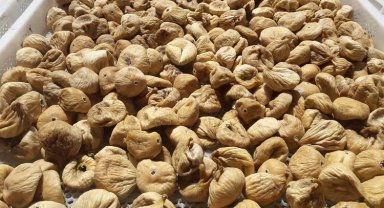 Kuru incirde üreticilere 19 bin kerevet dağıtıldı