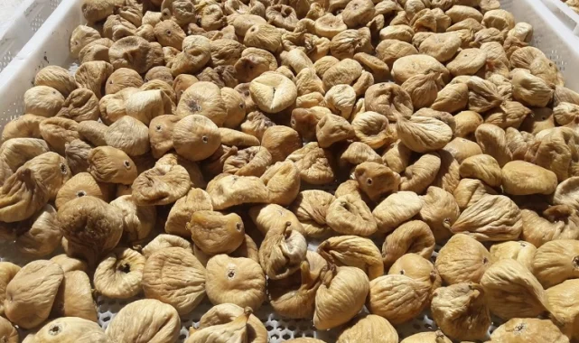 Kuru incirde üreticilere 19 bin kerevet dağıtıldı