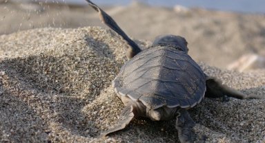 Mavi Gönüllüleri, Caretta Caretta'ları Akdeniz'le buluşturuyor