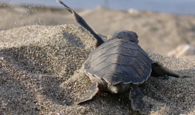 Mavi Gönüllüleri, Caretta Caretta'ları Akdeniz'le buluşturuyor