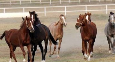 TİGEM şampiyon safkan Arap aygırı alacak