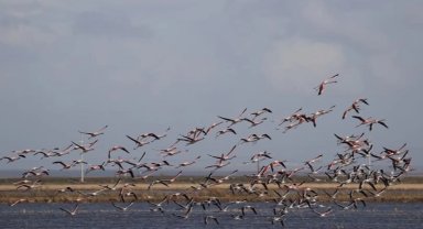 4 dernekten Gala Gölü için yardım çağrısı