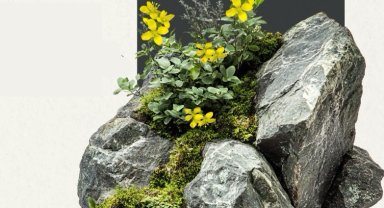 Anadolu'nun yeni keşfi... 'Tüylü Kekreçiçeği' bitki florasına katıldı