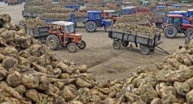 Ankara Şeker Fabrikası 14 bin ton pancar kuyruğu satacak