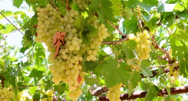 Antalya'da pekmez üretimine teknolojik dokunuş