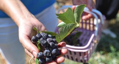 Antalya'da yerelden kalkınma! Beğiş'te üretici kazandı