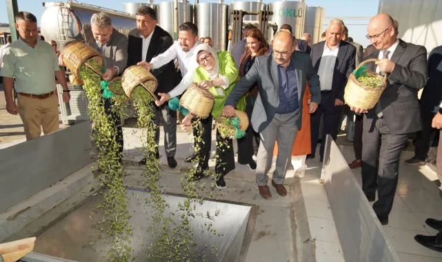 Ayvalık'ta yılın ilk zeytin hasadı yapıldı
