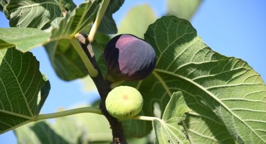 Bursa Osmangazi'den 'siyah incirimizi korumalıyız' çağrısı