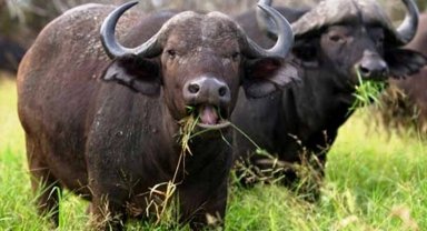 Büyükbaşta manda sayısı azaldı