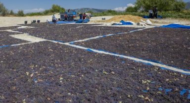 Coğrafi işaretle 'Gülnar Kuş Üzümü' değer kazandı