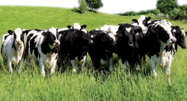 Edirne'de hayvan hareketliliğine aşı engeli