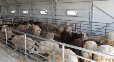 Eskişehir'de hayvan pazarı geçici süreyle kapatıldı