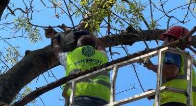 İstanbul Bakırköy'de üç gündür mahsur kedi kurtarıldı
