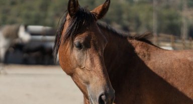 İzmir'de sahipsiz binek hayvanlara yeni bir hayat