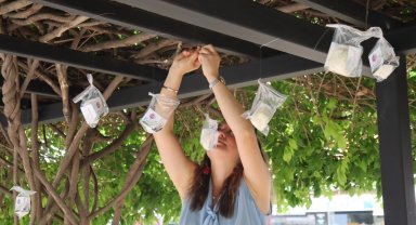 İzmitliler ağaçtan pişmaniye topladı