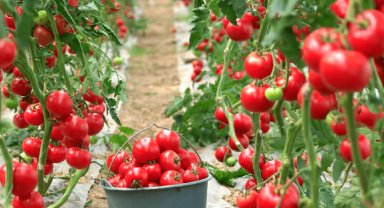 Karacabey'de tarımsal üretimle maliyet avantajı hedeflendi