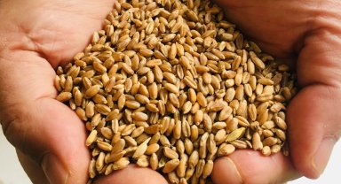 Muğla Milas'ta üreticilere karakılçık buğday tohumu