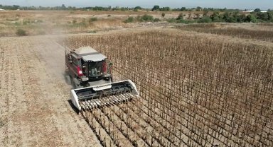 Mustafakemalpaşa'da belediye projesinde ayçiçeği hasadı